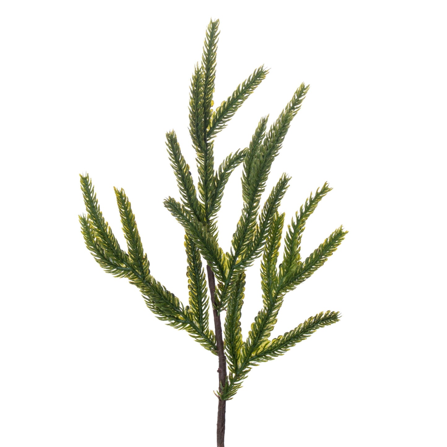 Norfolk Pine Potted Trees