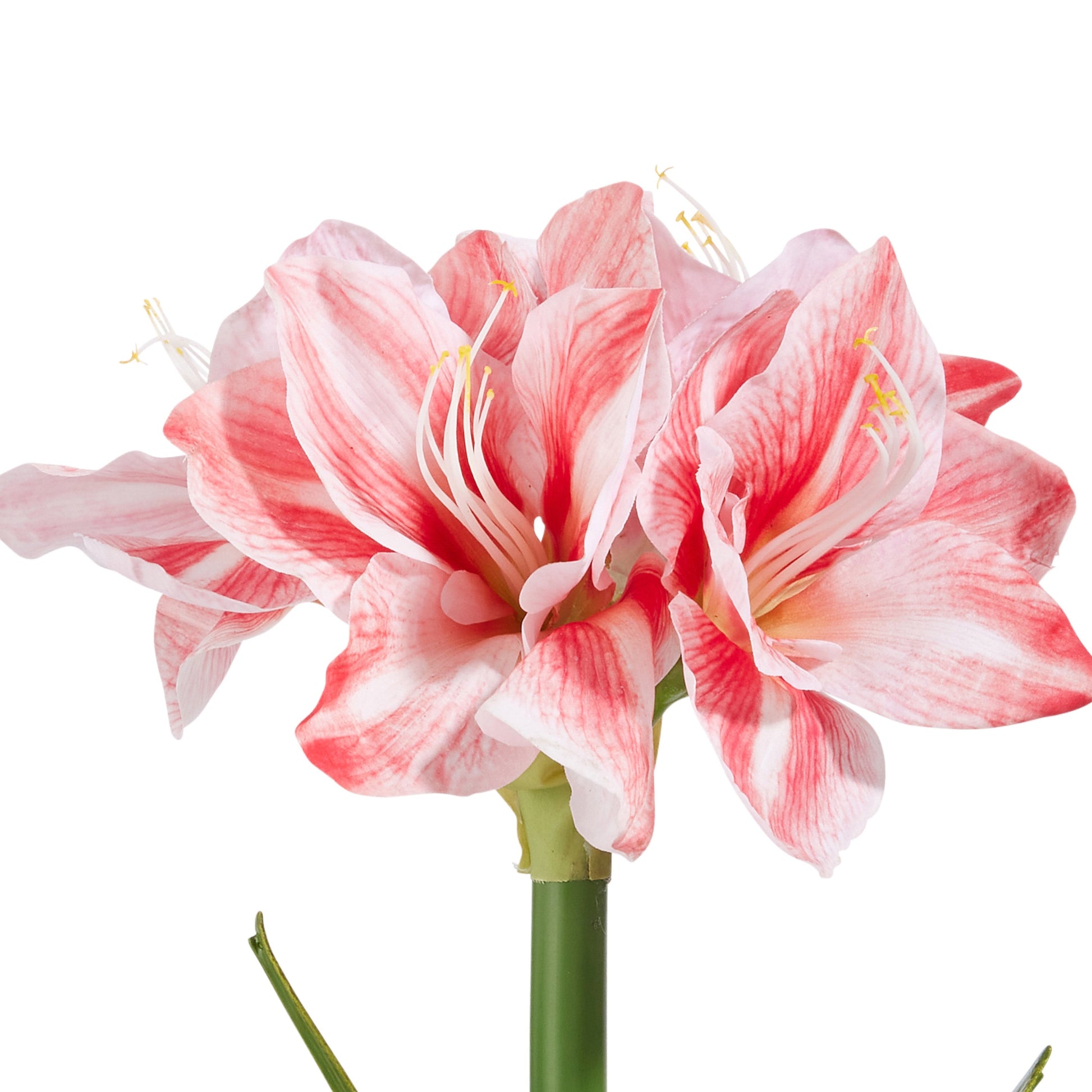 RAZ Imports 19" Real Touch Amaryllis Bulb Christmas Flower