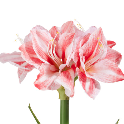 RAZ Imports 19" Real Touch Amaryllis Bulb Christmas Flower