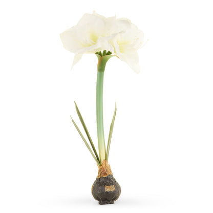 RAZ Imports 19" Real Touch Amaryllis Bulb Christmas Flower