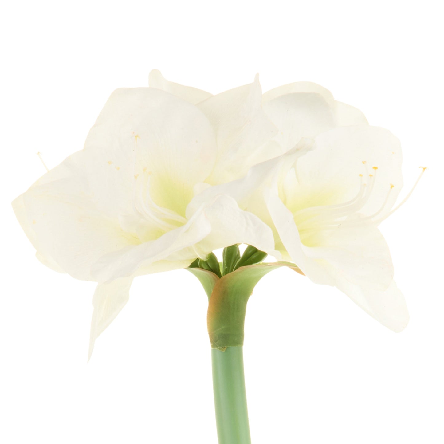 RAZ Imports 19" Real Touch Amaryllis Bulb Christmas Flower