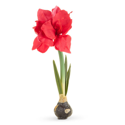 RAZ Imports 19" Real Touch Amaryllis Bulb Christmas Flower