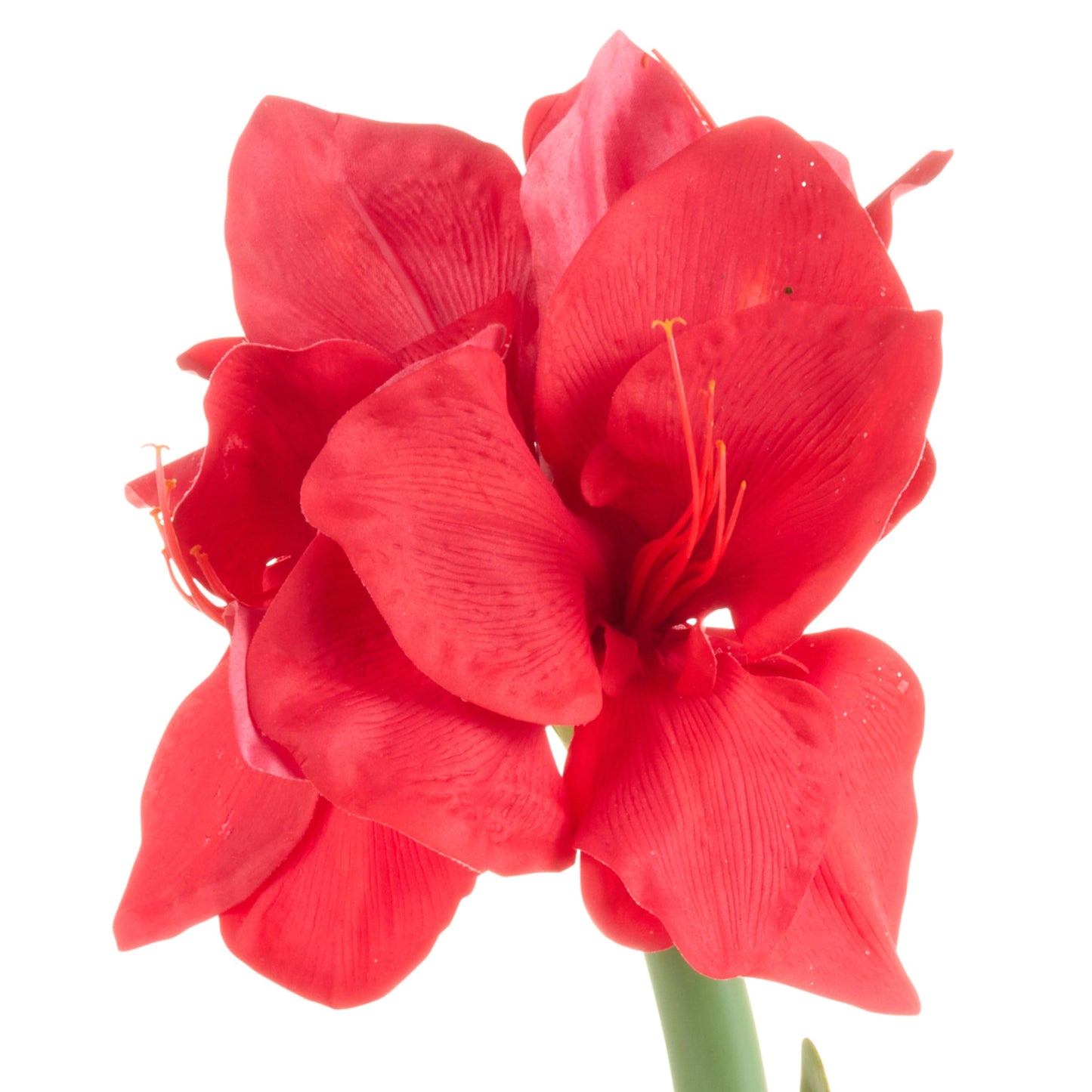 RAZ Imports 19" Real Touch Amaryllis Bulb Christmas Flower