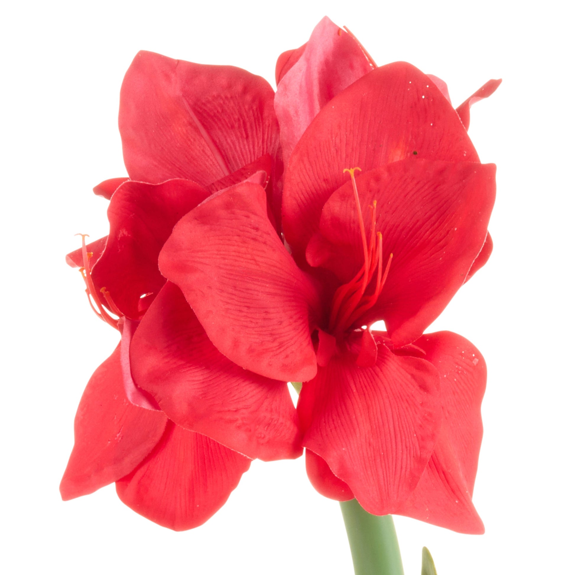 RAZ Imports 19" Real Touch Amaryllis Bulb Christmas Flower