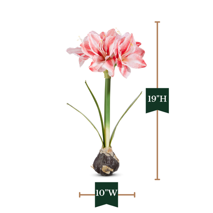 RAZ Imports 19" Real Touch Amaryllis Bulb Christmas Flower