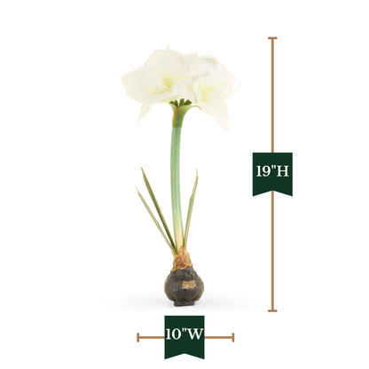 RAZ Imports 19" Real Touch Amaryllis Bulb Christmas Flower