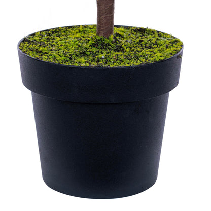Norfolk Pine Potted Trees