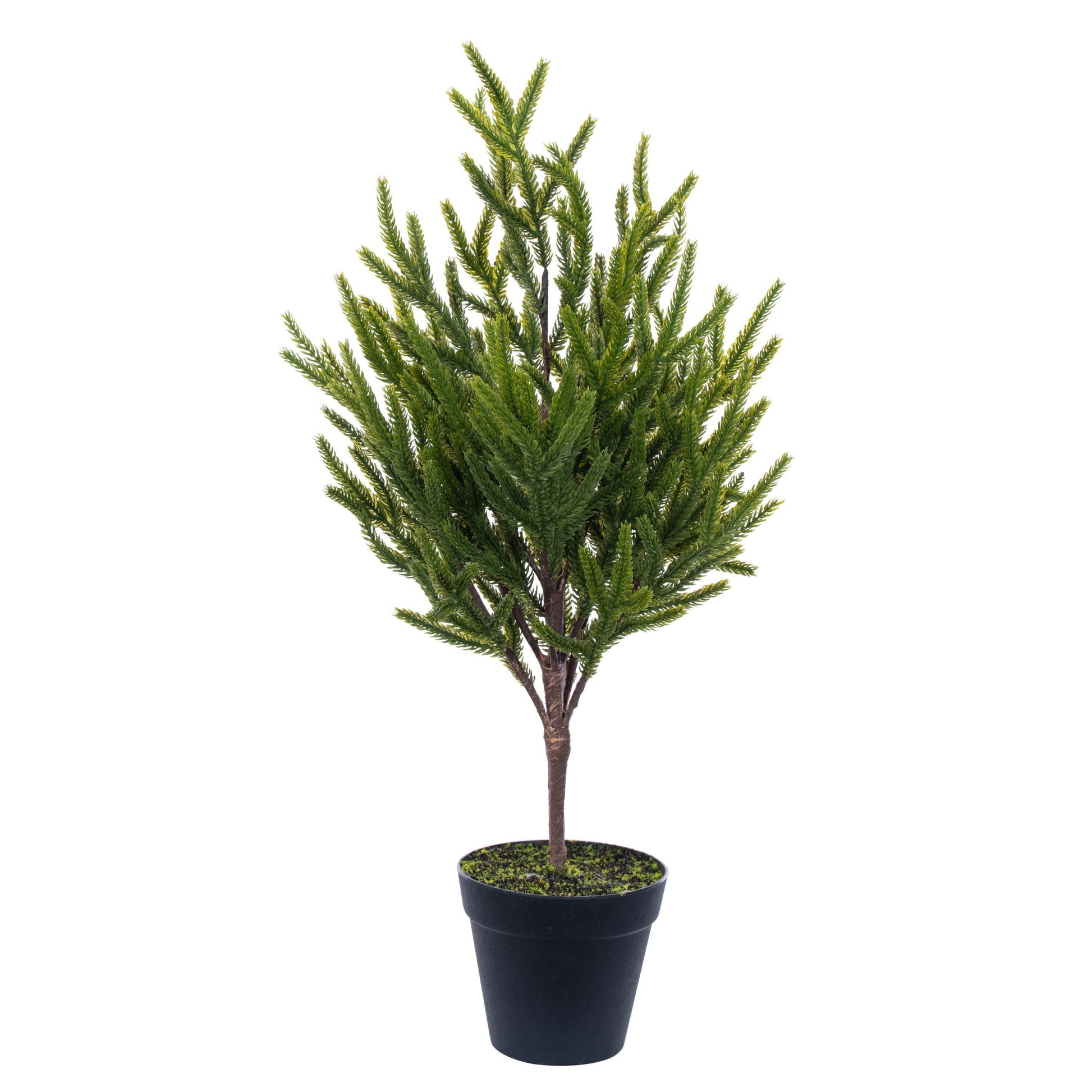 Norfolk Pine Potted Trees