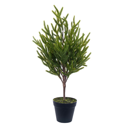 Norfolk Pine Potted Trees