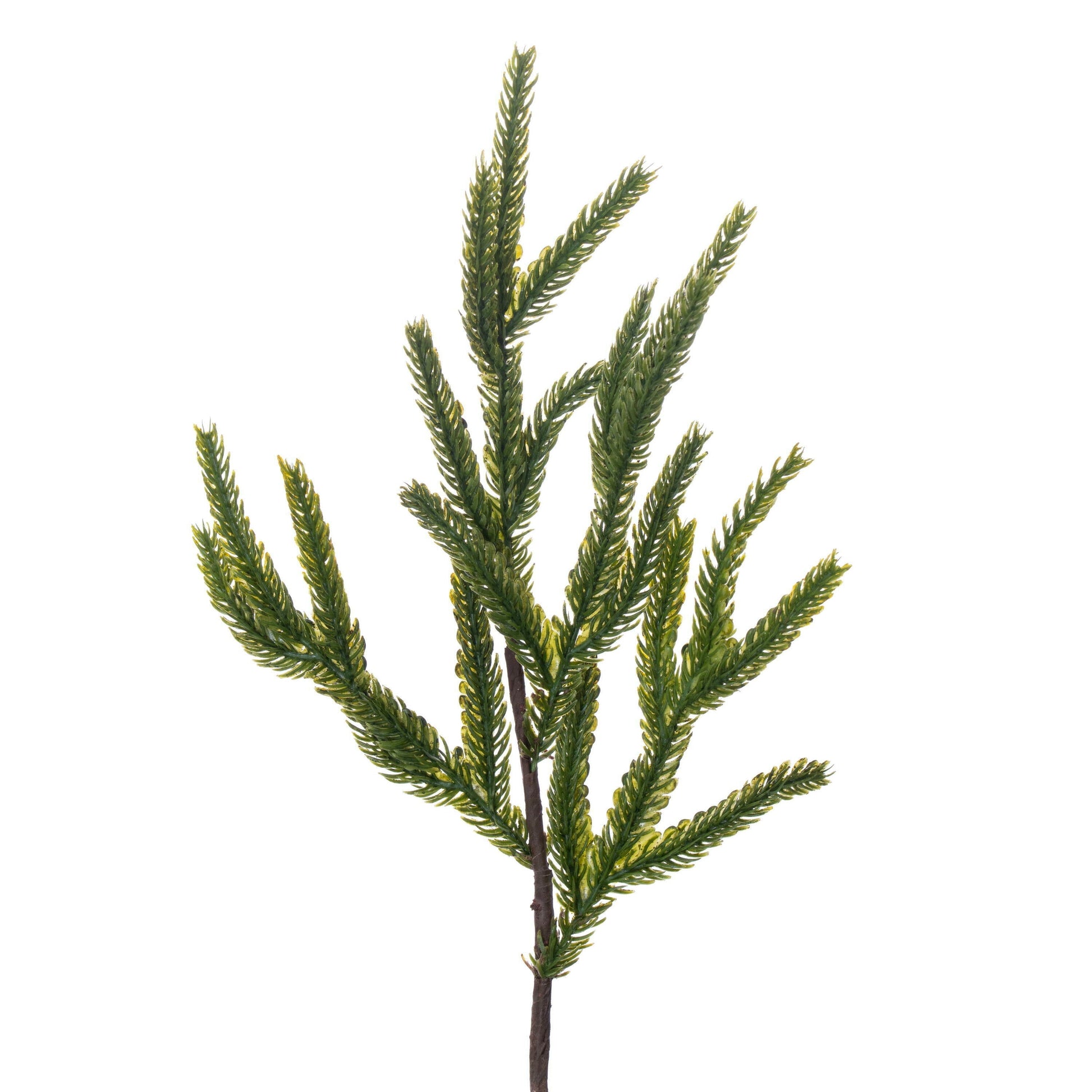 Norfolk Pine Potted Trees