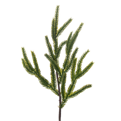 Norfolk Pine Potted Trees