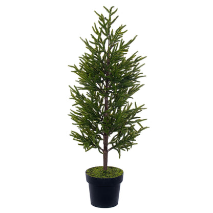 Norfolk Pine Potted Trees